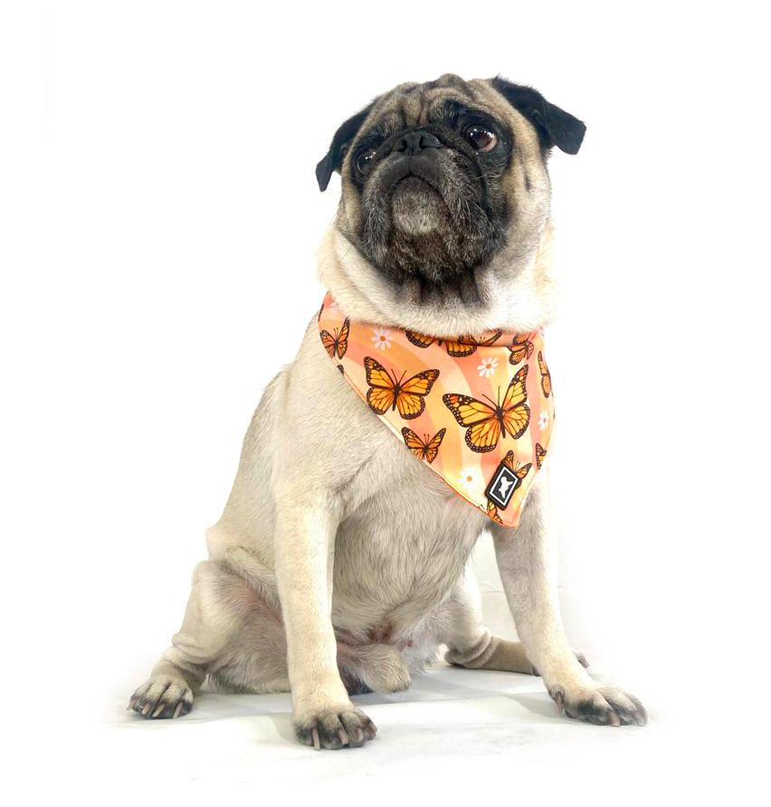 Pug bandana best sale